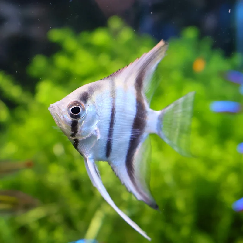 水草の前を泳ぐエンゼルフィッシュ